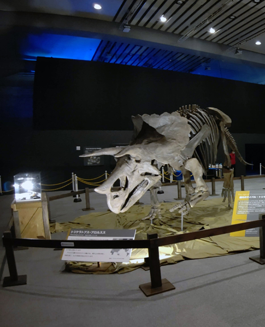 大阪南港ATCホール　ティラノサウルス展 ～T. rex 驚異の肉食恐竜～