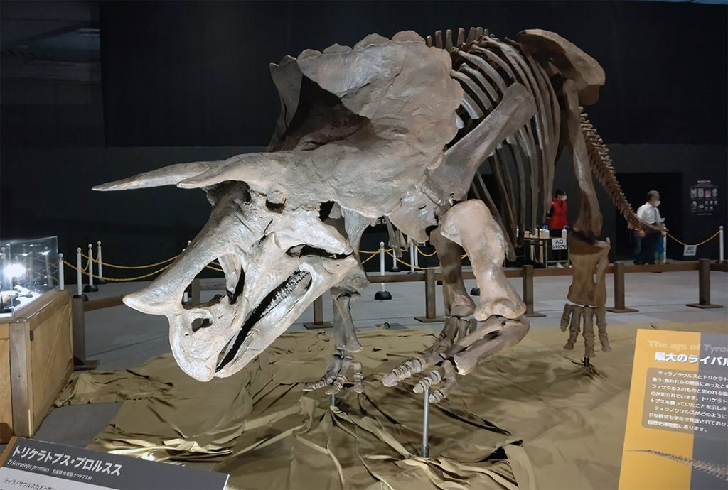 大阪南港ATCホール　ティラノサウルス展 ～T. rex 驚異の肉食恐竜～