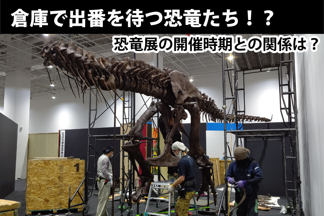 倉庫で出番を待つ恐竜たち！？恐竜展の開催時期との関係は？