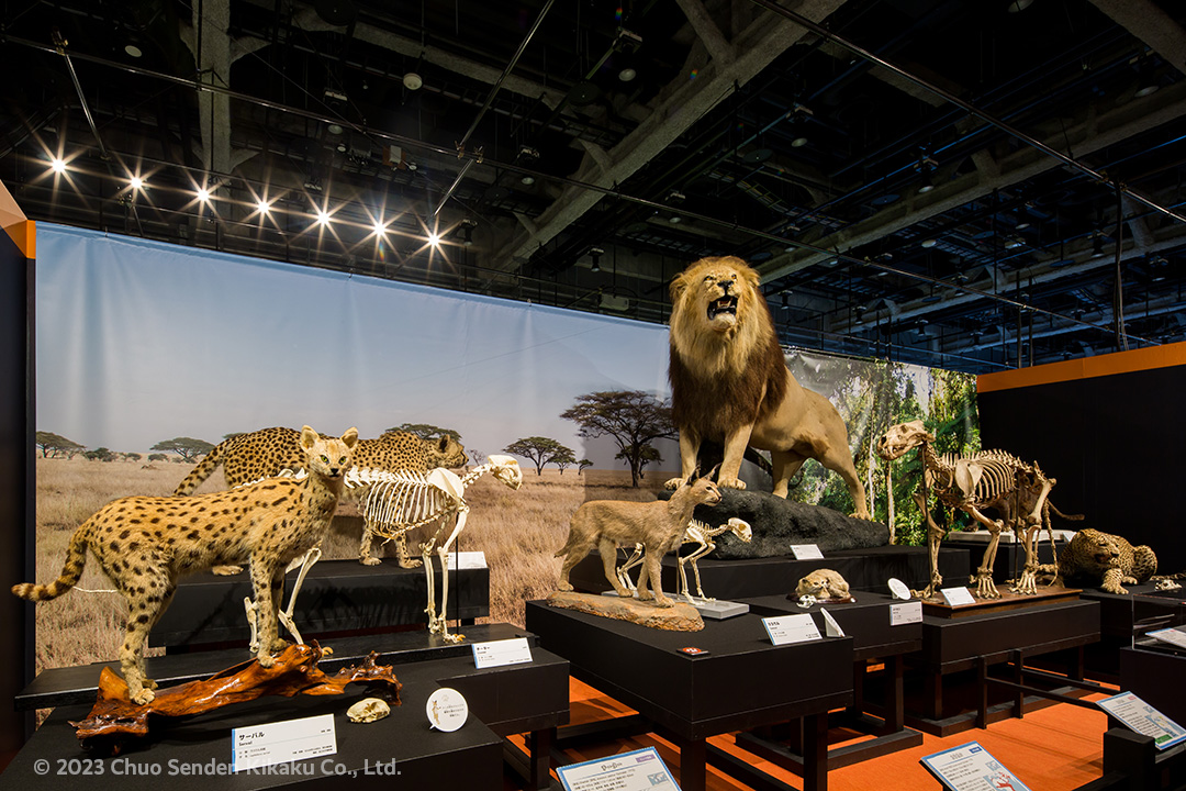 特別展ネコ、名古屋市科学館