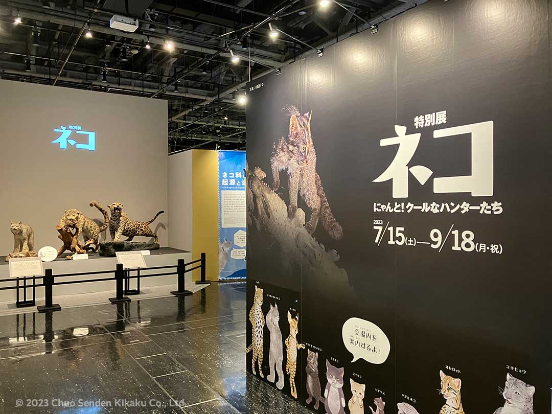 特別展「ネコ」