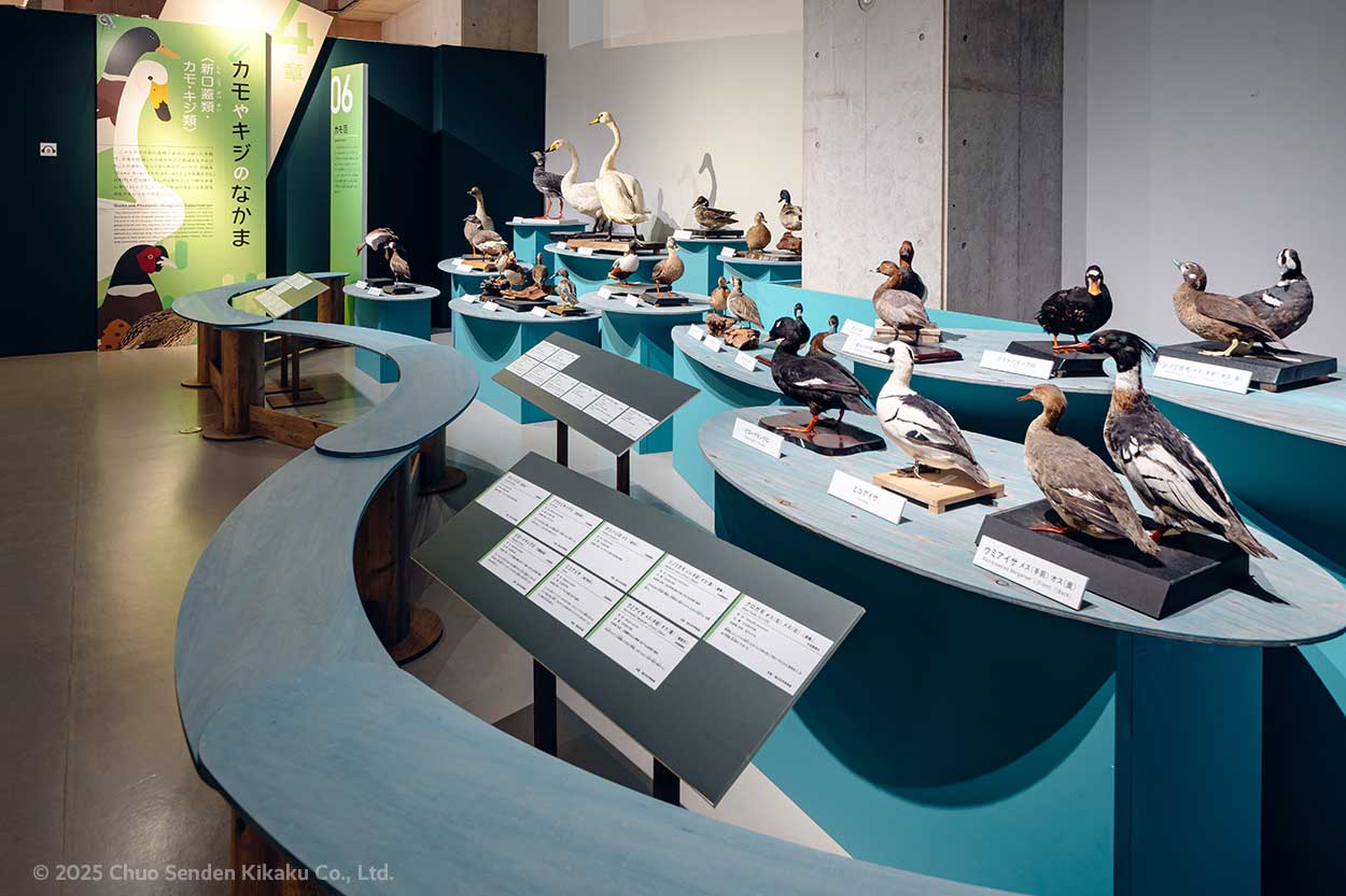 特別展鳥、国立科学博物館