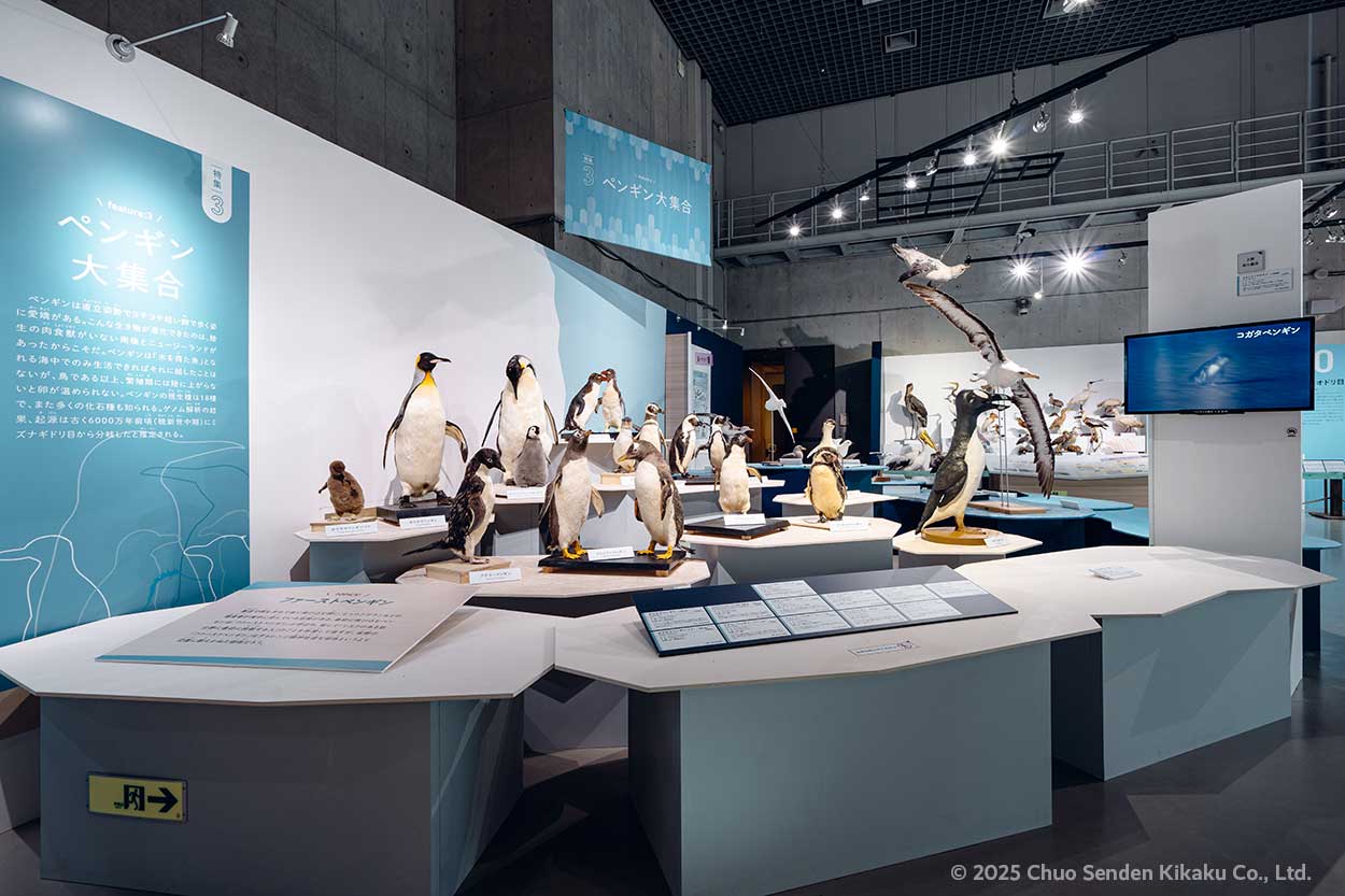 特別展鳥、国立科学博物館