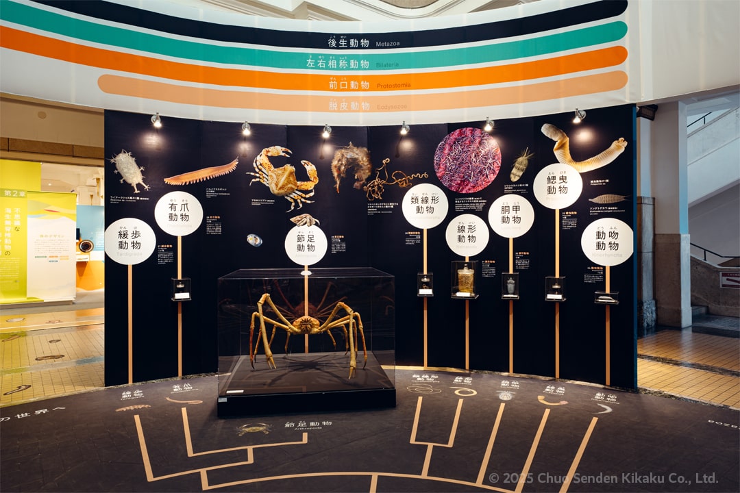 国立科学博物館 企画展「知られざる海生無脊椎動物の世界」