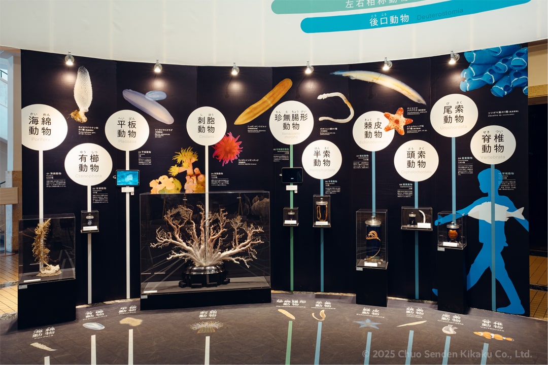 国立科学博物館 企画展「知られざる海生無脊椎動物の世界」